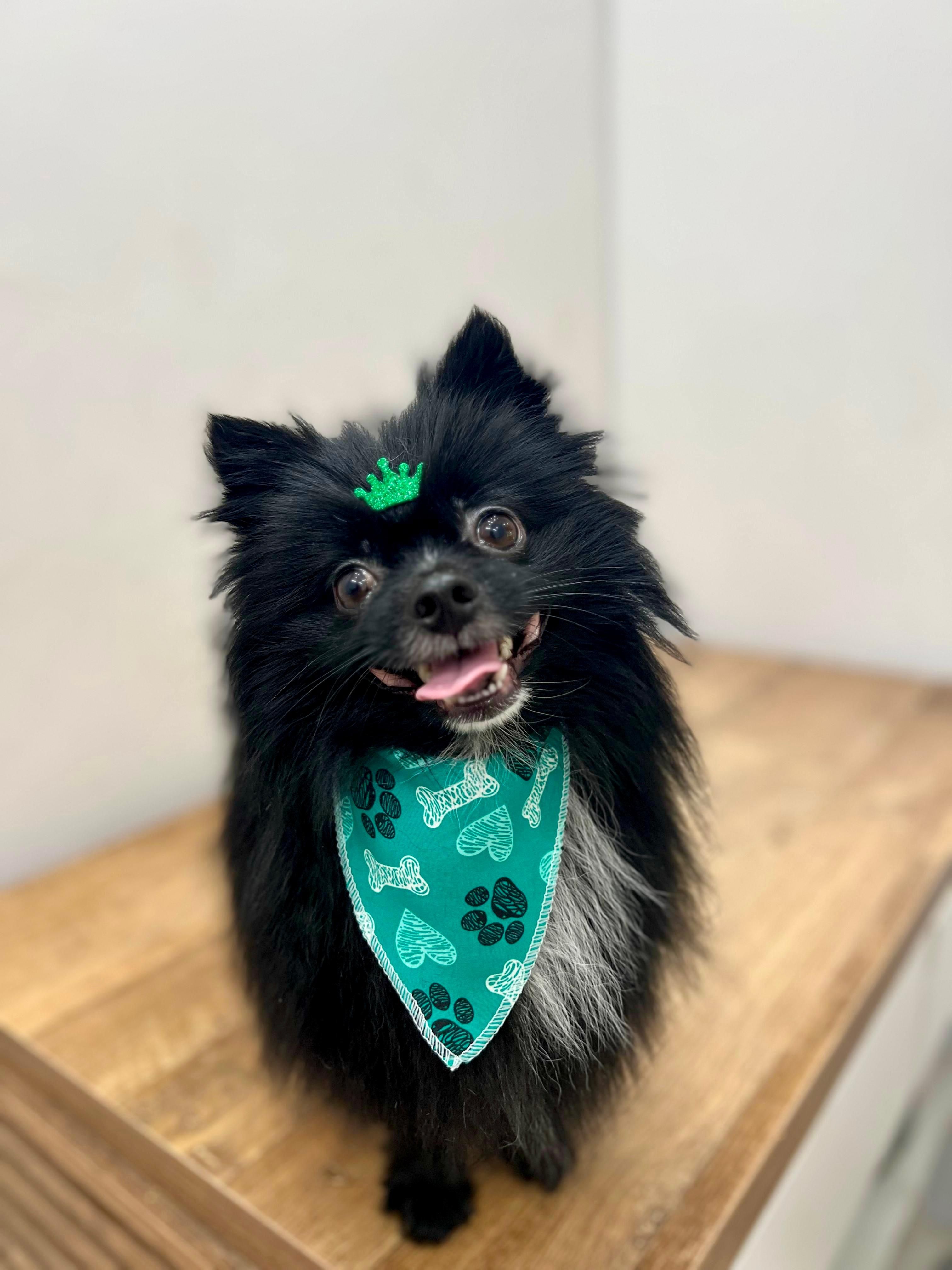 Galeria
