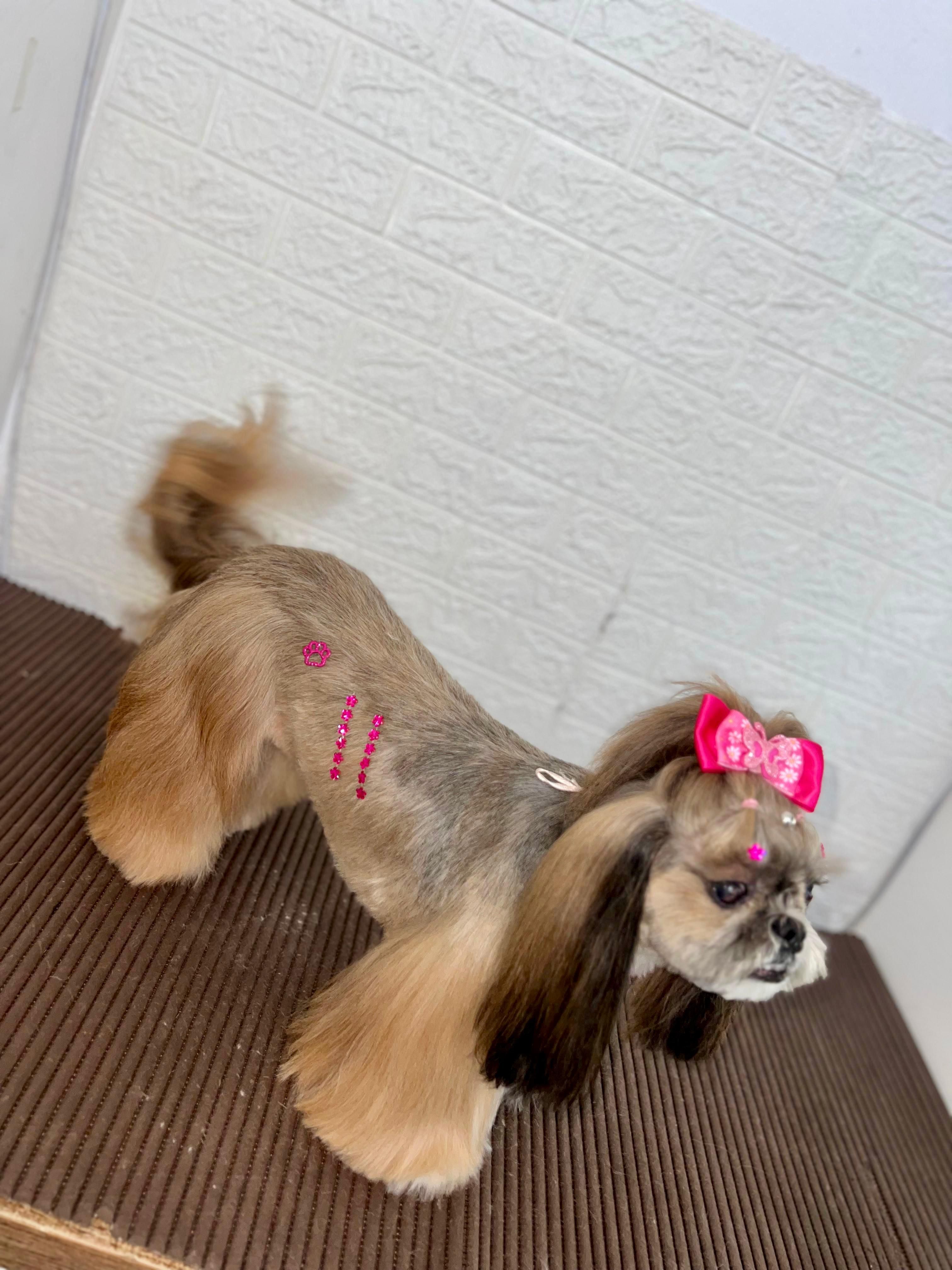 Tosa glam na Vianna Pet